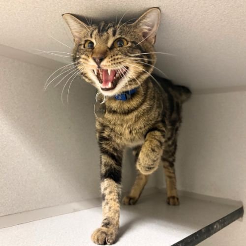 BROTHER - Domestic Short Hair available for adoption