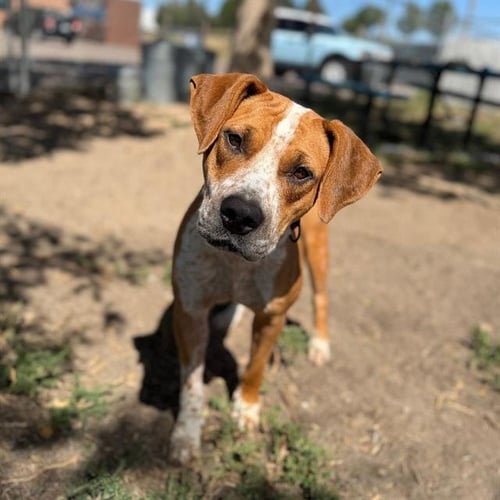 WINN DIXIE - English Coonhound available for adoption