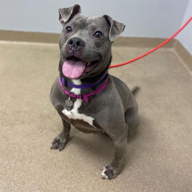 LILLY - Pit Bull Terrier available for adoption
