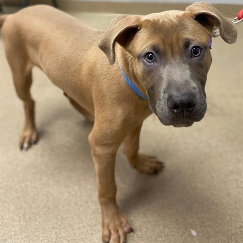 OTTER POP - Pit Bull Terrier for adoption in Thornton