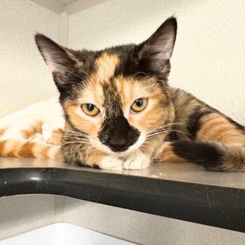 NEAPOLITAN Image