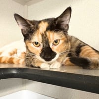 NEAPOLITAN - Photo 1