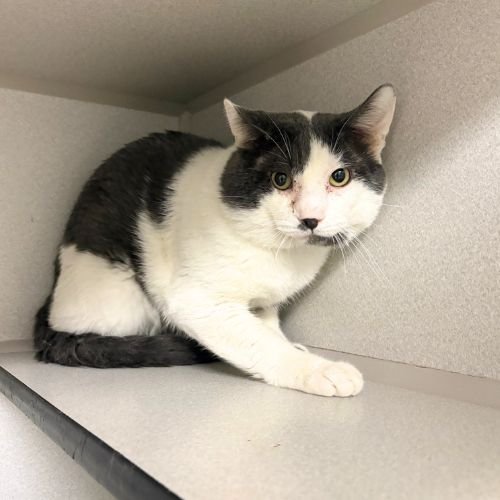 SMOKEY - Domestic Short Hair available for adoption