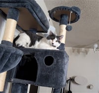 SMOKEY - Photo 1