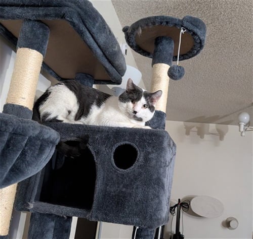 SMOKEY - Domestic Short Hair available for adoption