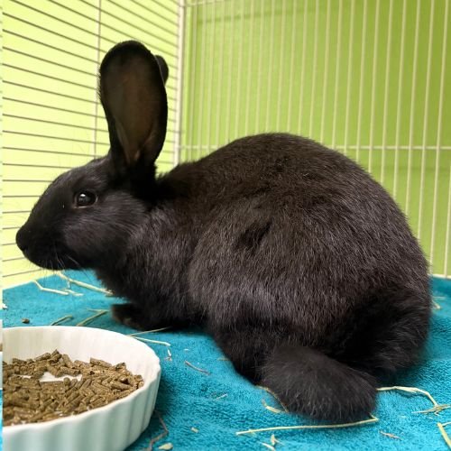 BOO - Mini Rex available for adoption