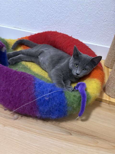 DUST BUNNY - Domestic Short Hair available for adoption