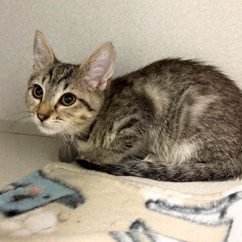 LEMONADE - Domestic Short Hair available for adoption