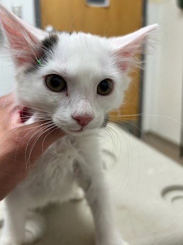 A251679 - Domestic Medium Hair available for adoption