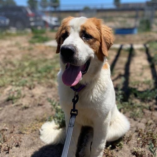 MAPLE - Saint Bernard available for adoption