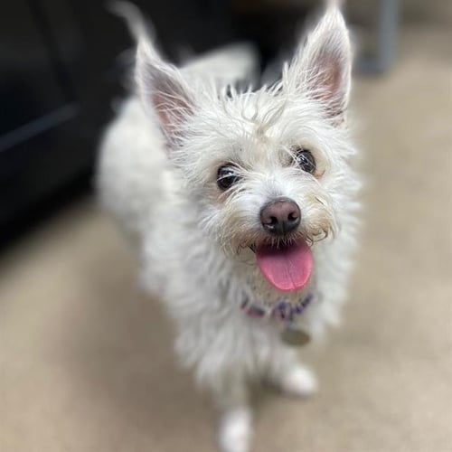 SNOW CONE - West Highland White Terrier Westie / Maltese available for adoption