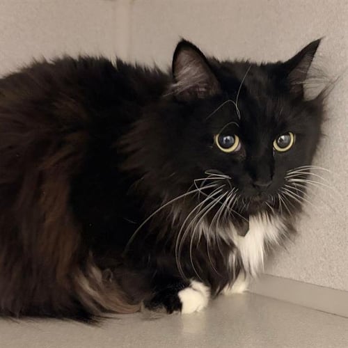 EZMY - Domestic Medium Hair available for adoption