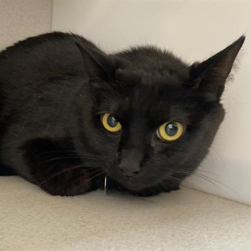 MARZ - Domestic Short Hair for adoption in Aurora