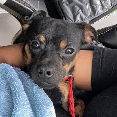 JOFFREY - Chihuahua available for adoption