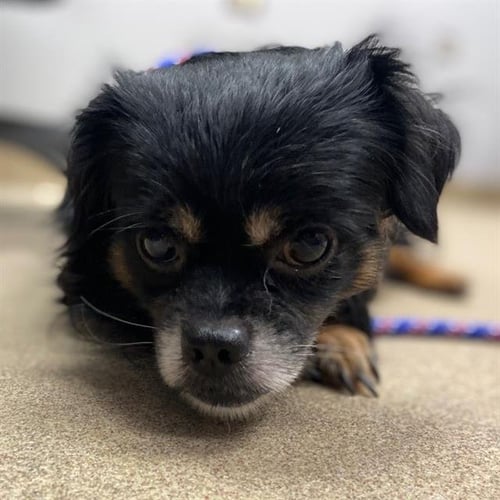 TYRION - Chihuahua / Pekingese available for adoption