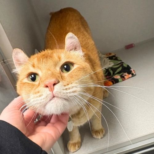 CUBBY - American Curl available for adoption