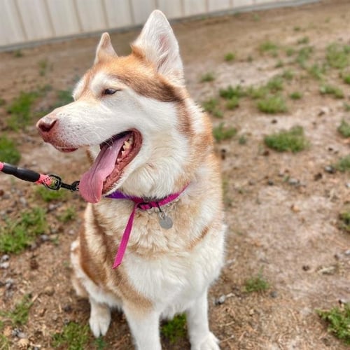JOLENE - Siberian Husky available for adoption