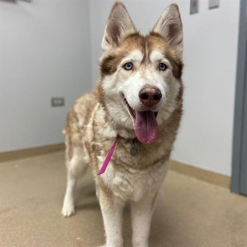 JOLENE - Siberian Husky available for adoption