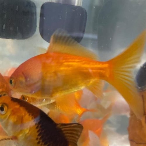 MACKERALMORE - Fish available for adoption