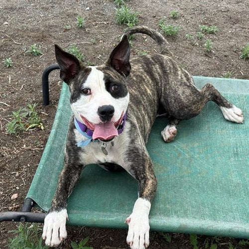 ISABELLE - Boxer available for adoption