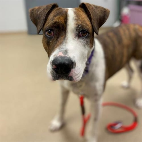 BROOKIE - Boxer available for adoption