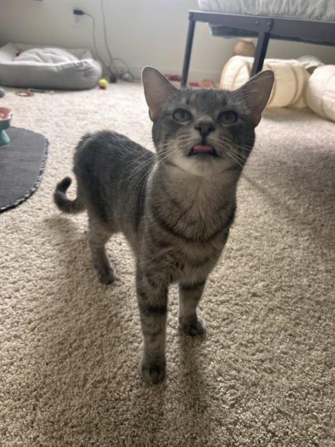 MEADOW - Domestic Short Hair available for adoption