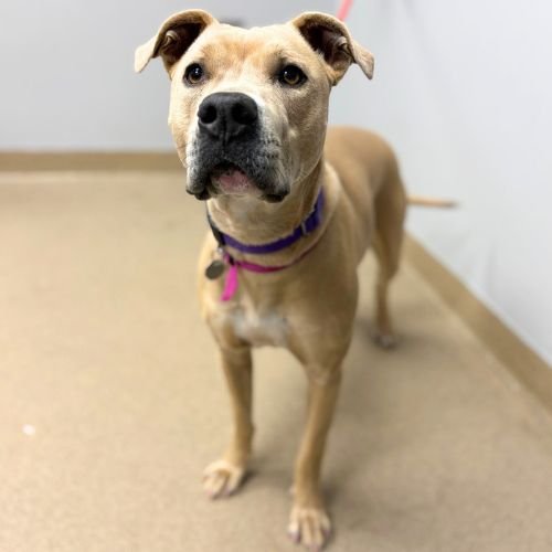 LIL BABY - Pit Bull Terrier available for adoption