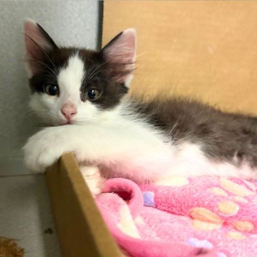 BONES - Domestic Medium Hair available for adoption