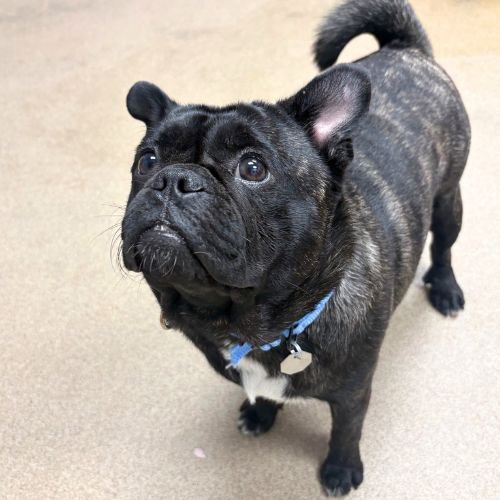 FESTER - Pug available for adoption