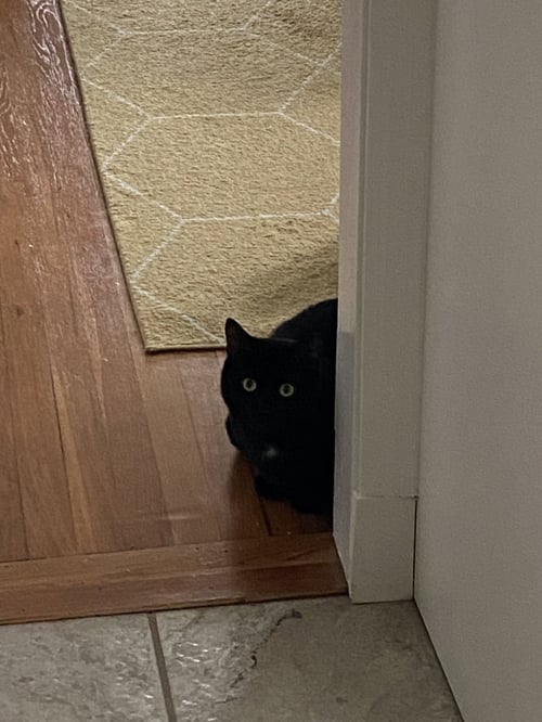 LAGOON - Domestic Short Hair available for adoption