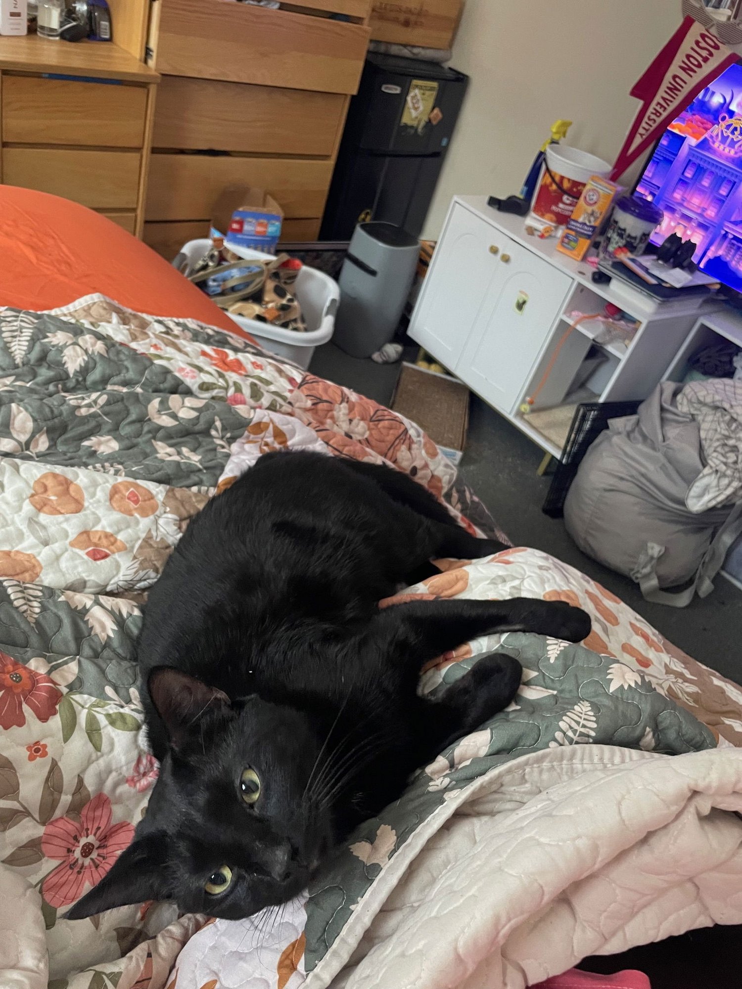 FALLOW - Domestic Short Hair available for adoption