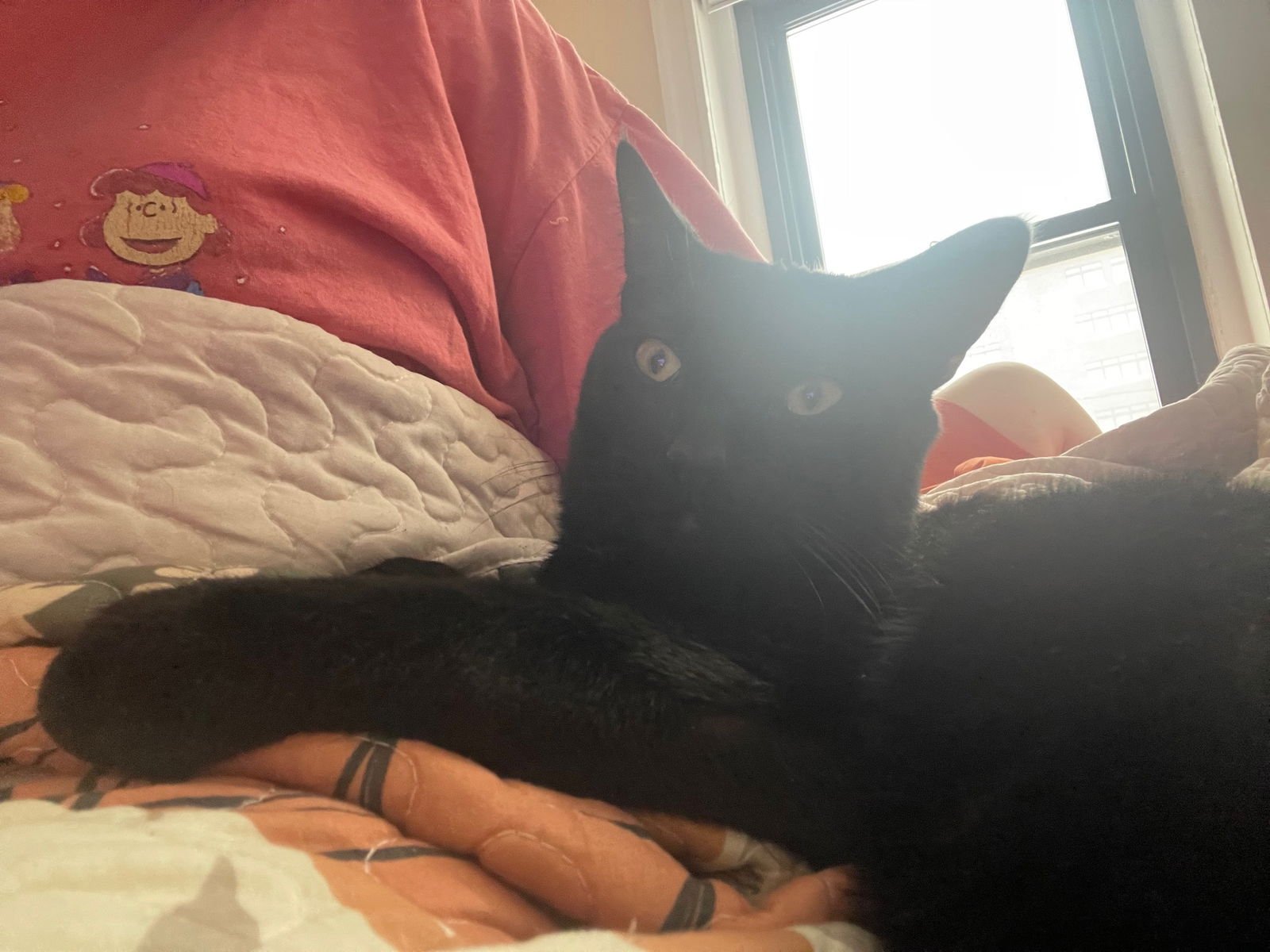 FALLOW - Domestic Short Hair available for adoption