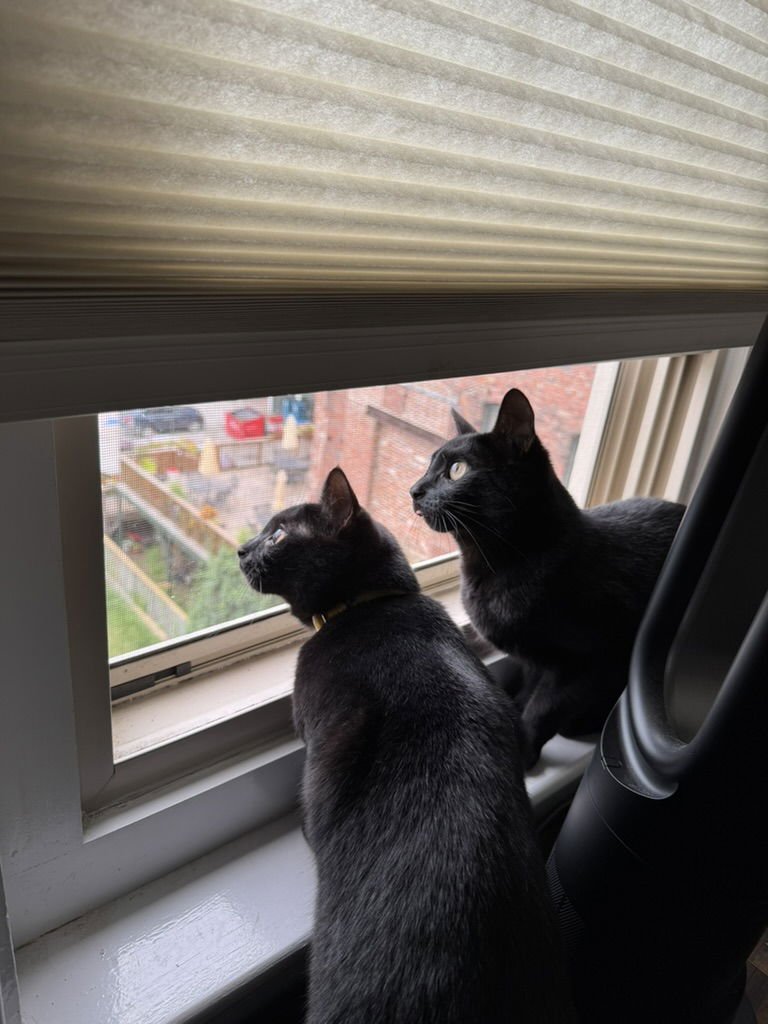 MARIGOLD AND DAISY - Domestic Short Hair available for adoption