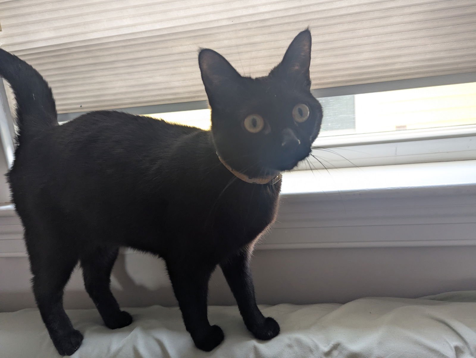 Marigold and Daisy - Photo 4