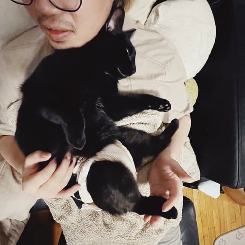 MIDNIGHT - Domestic Short Hair for adoption in Boston