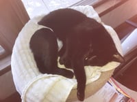 Midnight - Photo 8