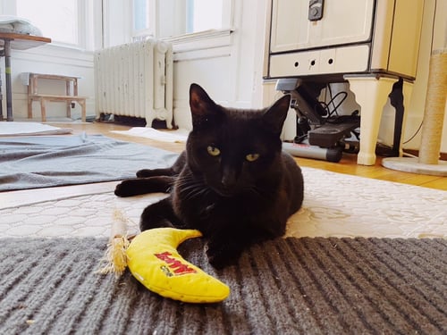 MIDNIGHT - Domestic Short Hair available for adoption