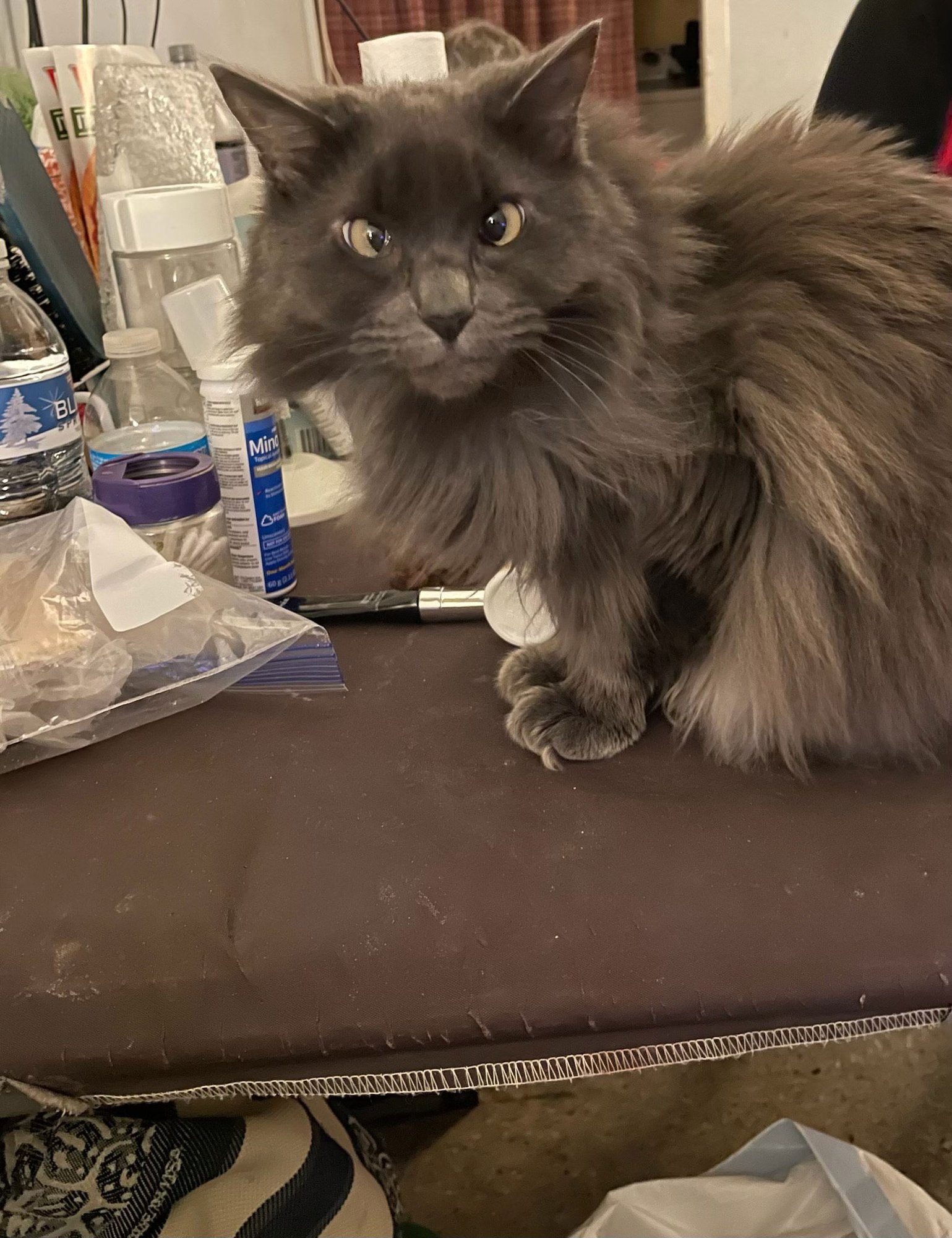 STEVIE - Domestic Long Hair available for adoption