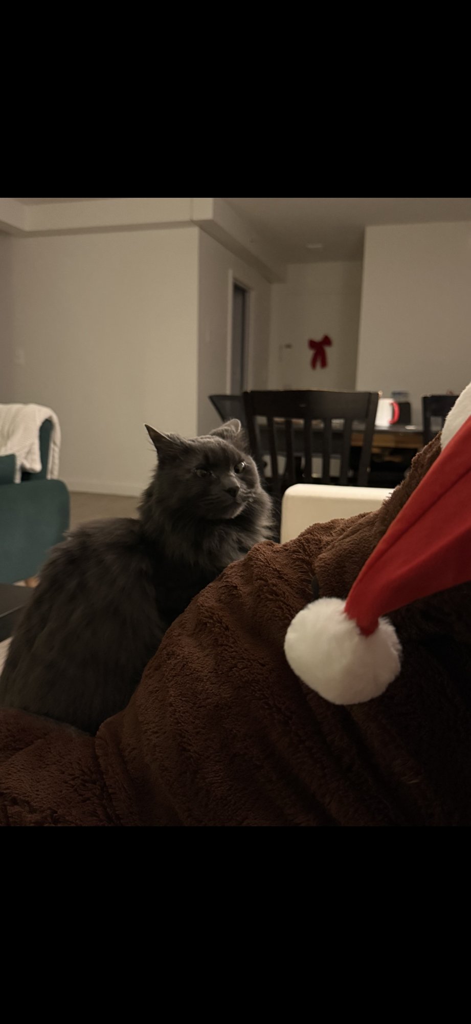 STEVIE - Domestic Long Hair available for adoption