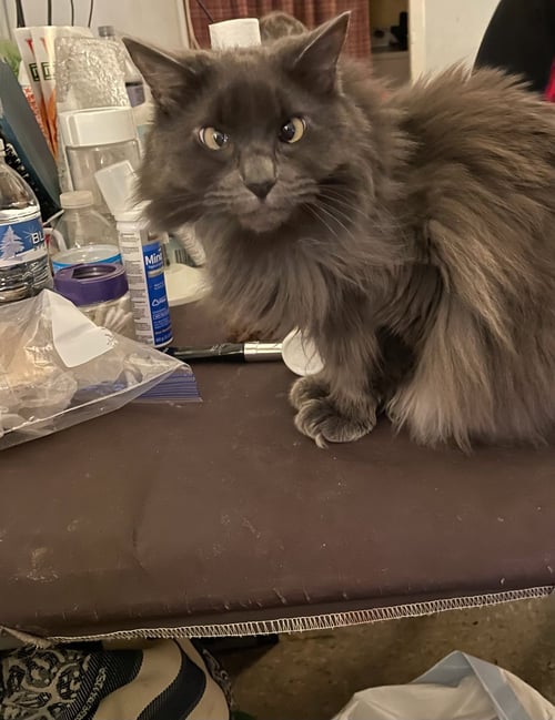 STEVIE - Domestic Long Hair for adoption in Boston