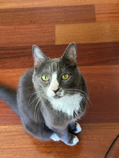 CINDY LOU - Domestic Short Hair for adoption in Boston