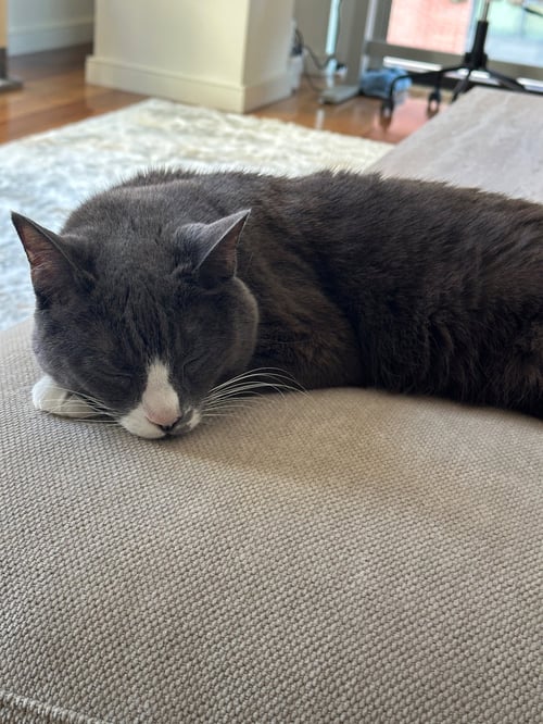 CINDY LOU - Domestic Short Hair available for adoption