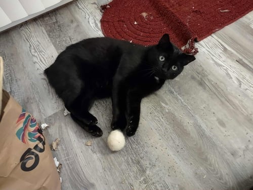 SPECTER - Domestic Short Hair available for adoption
