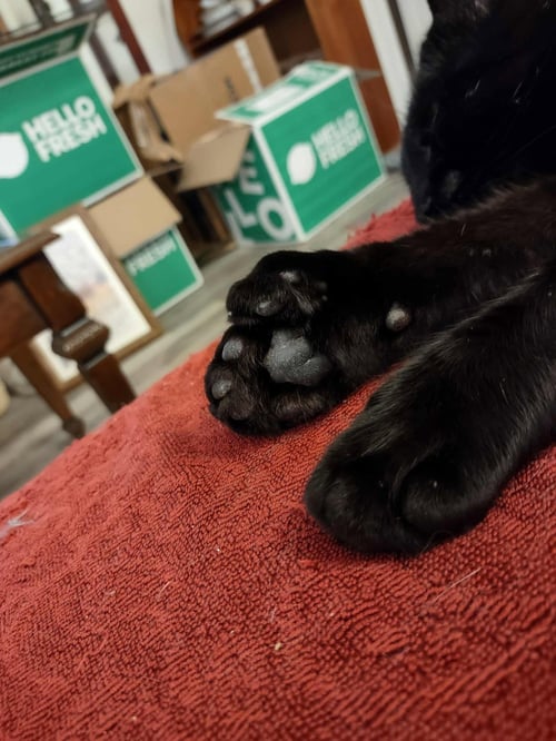SPECTER - Domestic Short Hair available for adoption