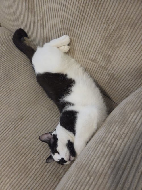 PATCHOULI - Domestic Short Hair available for adoption