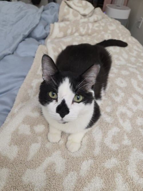 PATCHOULI - Domestic Short Hair for adoption in Boston