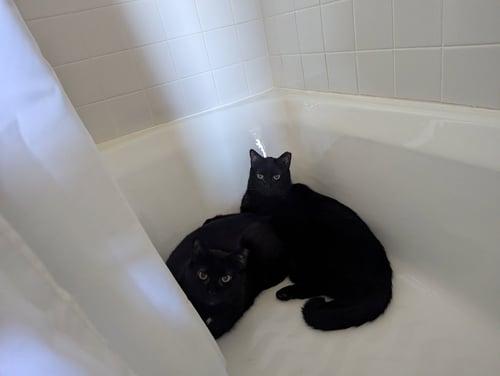 CHAZZY & OLLIE - Domestic Short Hair for adoption in Boston