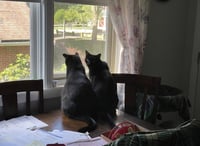 Chazzy & Ollie - Photo 3