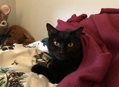CHAZZY & OLLIE - Domestic Short Hair available for adoption