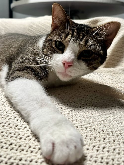 OPPIE - Domestic Short Hair available for adoption